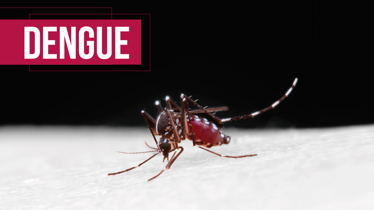 Foto ampliada de um mosquito Aedes Aegypti sobre uma superfície. Ele é um inseto preto com listras brancas. No canto superior esquerdo da imagem, o texto “Dengue”, destacado sobre retângulo vermelho.